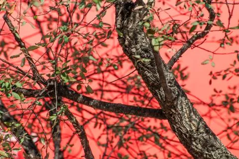 Close up on an olive tree against a red wall Stock Photos