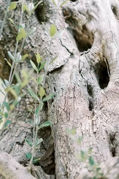 Close Up of Olive Tree Bark and Leaves Stock Photos
