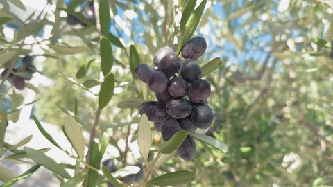 Close-up olive tree branch with big bunch of dark olives swaying in the wind Stock-Footage 288241929