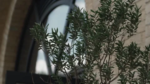 Close up of an olive tree branch with a brick building in the background. Stock Footage 273608496