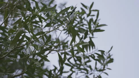 Close up of olive tree branch in Cilento, Italy Video stock 270377230