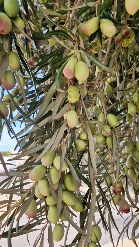 Close up of olive tree branch with juicy fruits gently swaying in wind. Stock Footage 337469883
