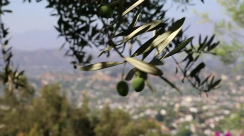 CLOSE UP: OLIVE TREE BRANCH - MOS Stock Footage 64798741