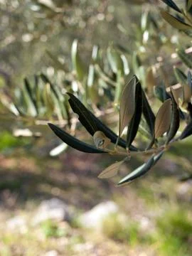 Close up olive tree branch 스톡 사진