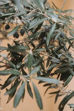 Close-Up of Olive Tree Branch Stock Photos