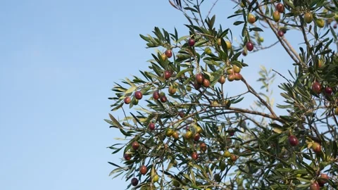 Close-up of an olive tree branch with ripe and unripe olives against a clea.. Stock Footage 321533005