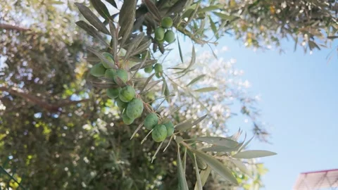 Close up of olive tree branches Stock Footage 341104291