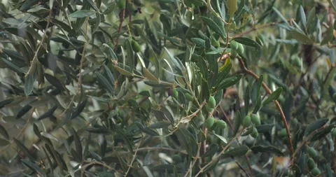 Close Up of Olive Tree Branches with Green Olives and Soft Falling Snowflakes Video stock 347061136