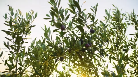 Close-up of olive tree branches with olives at sunset. 스톡 동영상 320617657