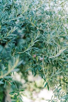 Close up of olive tree branches with ripe olives Stock Photos