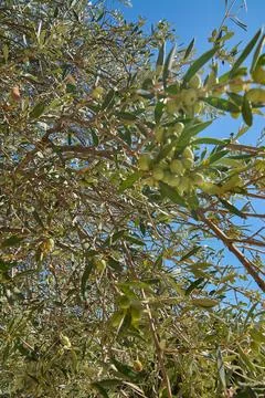 Close-up of olive tree branches with ripening olives Stock Photos