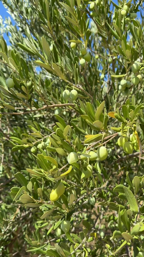Close-up of Olive Tree Branches with Unripe Green Olives Stock-Footage 347162827