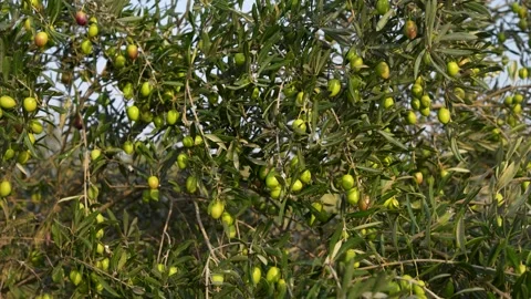 Close-up of an olive tree canopy heavily laden with green olives nearing ri.. Stock Footage 321533010