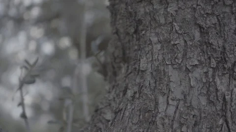 Close up of an Olive tree Stock Footage 101639917