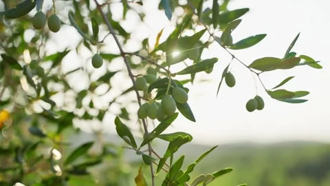 Close up on olive tree in grove as sun shines through its green leaves Stock Footage 308668388