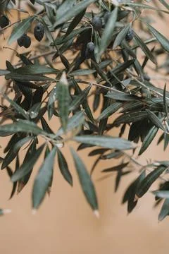 Close-Up of Olive Tree Leaves and Fruit Stock Photos