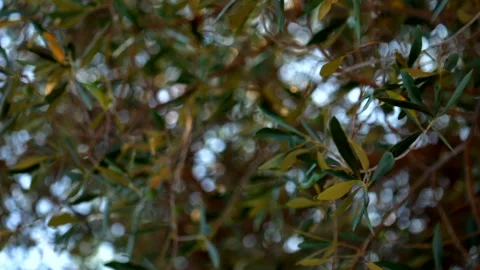 Close up olive tree leaves. Slow motion 4K Video stock 282571458
