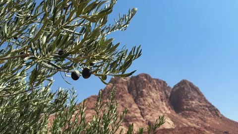 Close up of Olive Tree with ripe olives Growing in Desert Mountains With Ripe Stock Footage 341839969