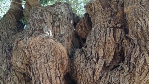 Close-Up of Olive Tree Trunk and Bark in Thassos, Greece Stock-Footage 347043543