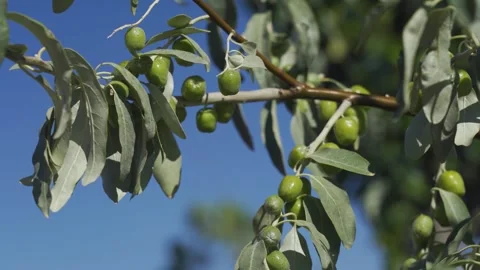 Close-up of the olive tree with young green olives on it. Stock-Footage 268153739