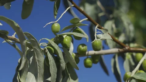 Close-up of the olive tree with young green olives on it. Video stock 277600140