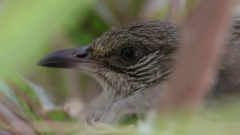 Close-up of an Olive-winged Bulbul lying still on its nest in dense foliage. 스톡 동영상 333671837