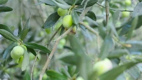 Close Up Olives and Branches in Small Village, Turkey Stock Footage 76520051