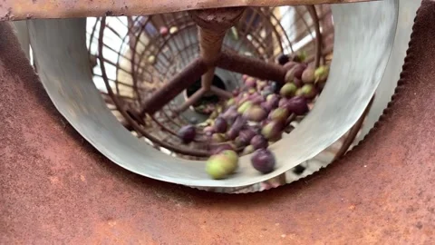 Close up of olives being sorted by old rusty machine Stock Footage 170093262
