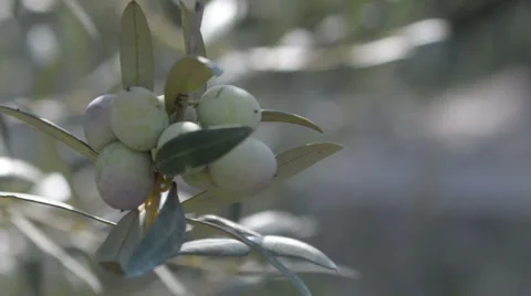 Close Up of Olives on the branch 2 Stock Footage 48855015