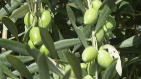 Close Up of Olives on the branch Stock Footage 48855033