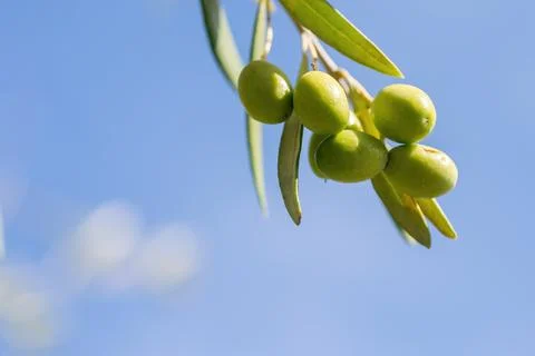 Close-up of olives on the branch 写真素材