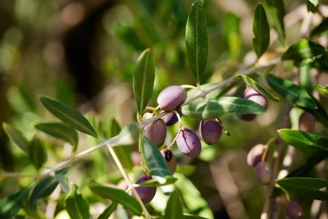 Close-up of olives on the branch 库存照片