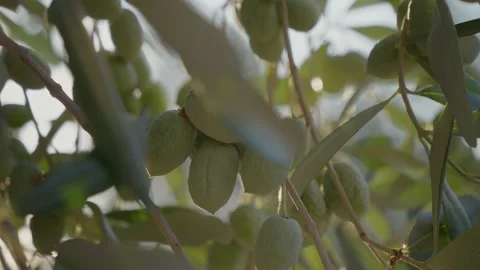 Close up olives on branches of young tree in olive plantation region. Stock Footage 302458087