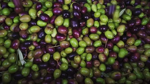 Close up of olives falling during processing Video stock 328828957