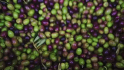 Close up of olives falling into shaft during olive oil processing Stock Footage 328827328