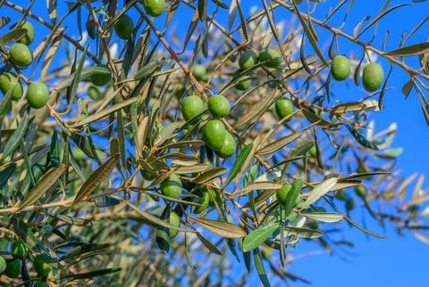 Close-Up of Olives growing on tree Stock Photos