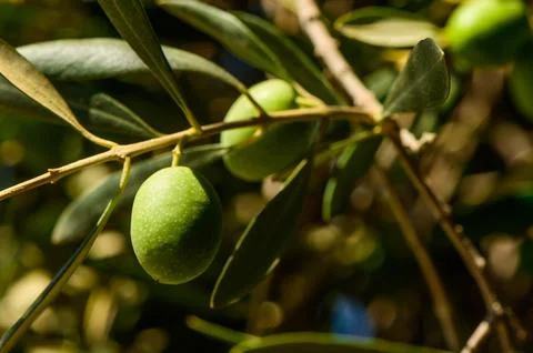 Close-Up of Olives growing on tree Stock Photos