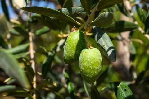 Close-Up of Olives growing on tree Stock Photos