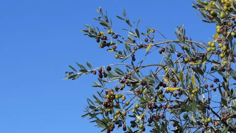 Close-up of olives hanging from the branch against blue sky Stock-Footage 163345853