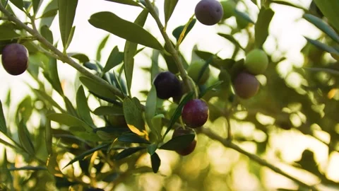 Close-up of olives hanging on olive tree branches at sunset. Stock-Footage 320618206