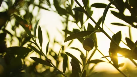 Close-up of olives hanging on olive tree branches at sunset. Video stock 320618223
