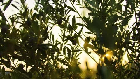 Close-up of olives hanging on olive tree branches at sunset. Video stock 320618379