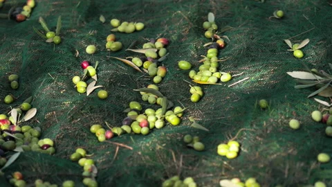 Close up of olives just fallen from olive tree Stock Footage 233899564