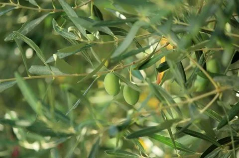 Close up of a olives Stock Photos