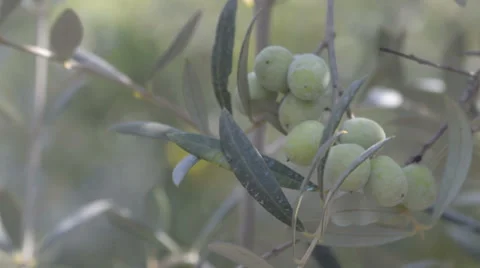 Close Up of Olives on the Tree Stock Footage 48855025