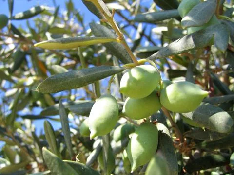 Close-up of olives on the tree Stock Photos