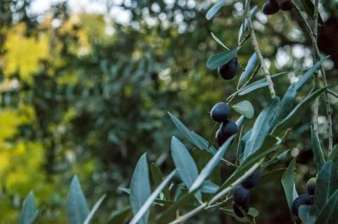 Close up of olive's tree Stock Photos