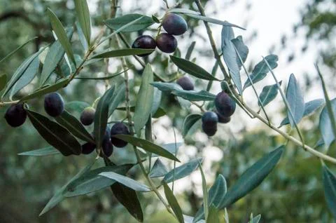 Close up of olive's tree Stock Photos
