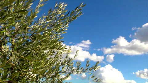 Close up of olive's tree tip wuth clouds. Stock Footage 35438965