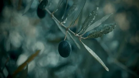 Close-up of olives on tree under rain Stock Footage 84759738